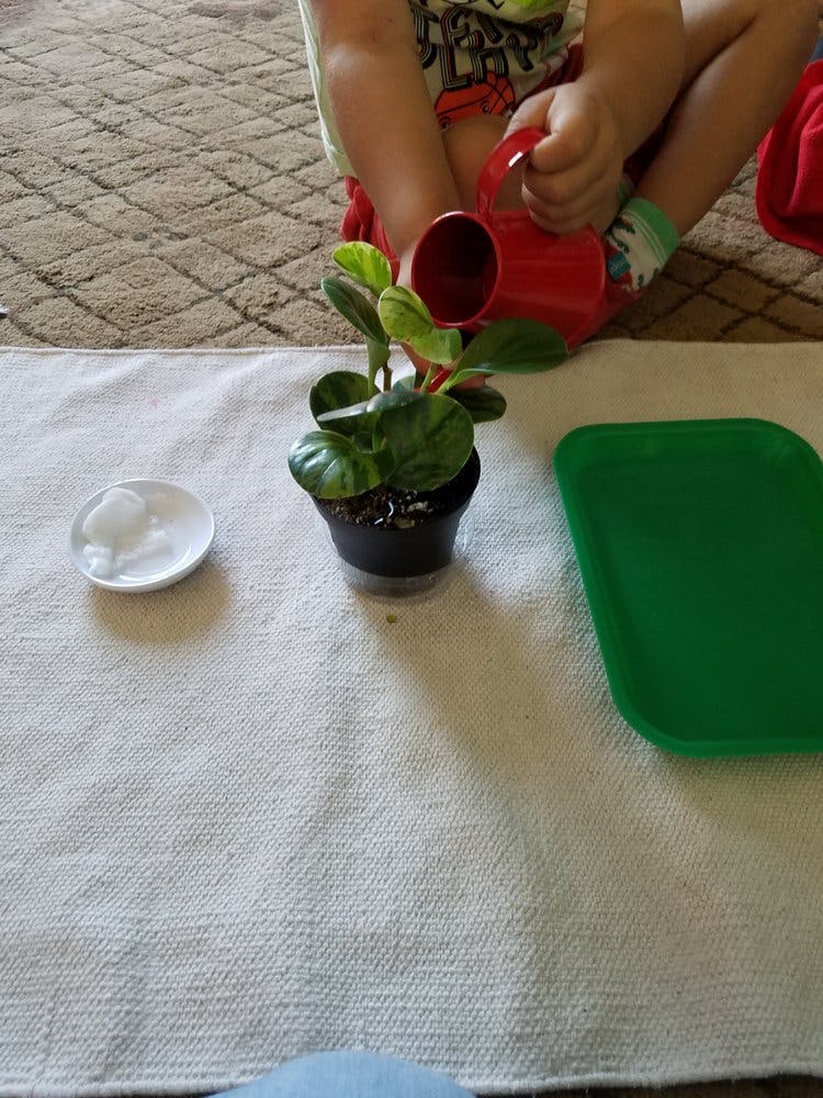 Child watering a small potted plant with a red watering can