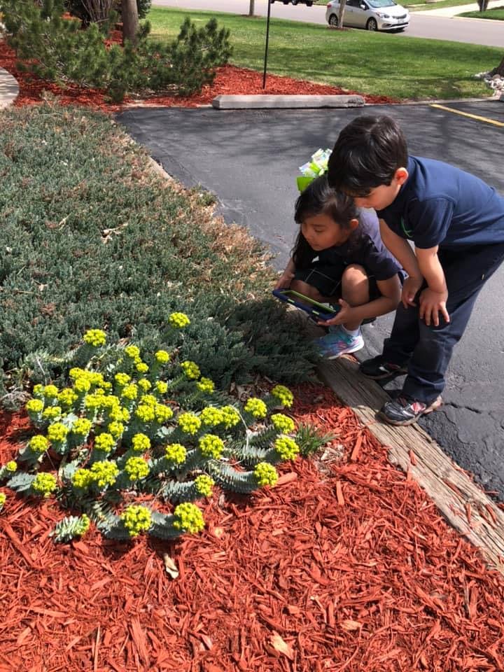 Two children looking at yellow flowers in a garden bed