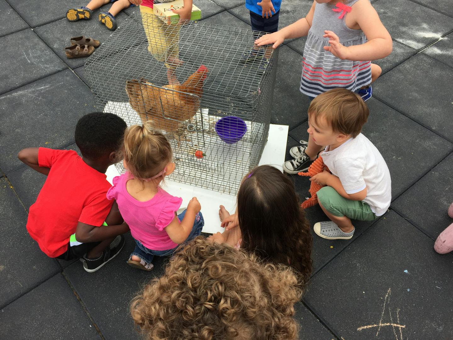 Children gathered around a chicken in a wire enclosure