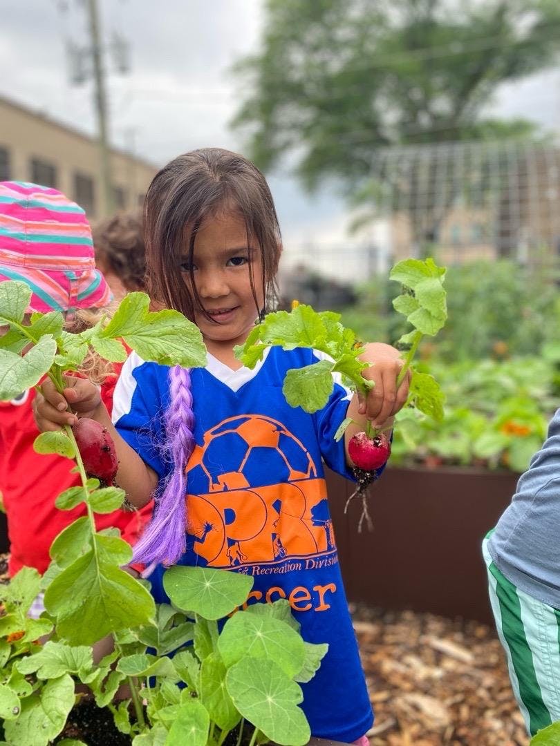 Child holding two freshly harvested radishes in a garden