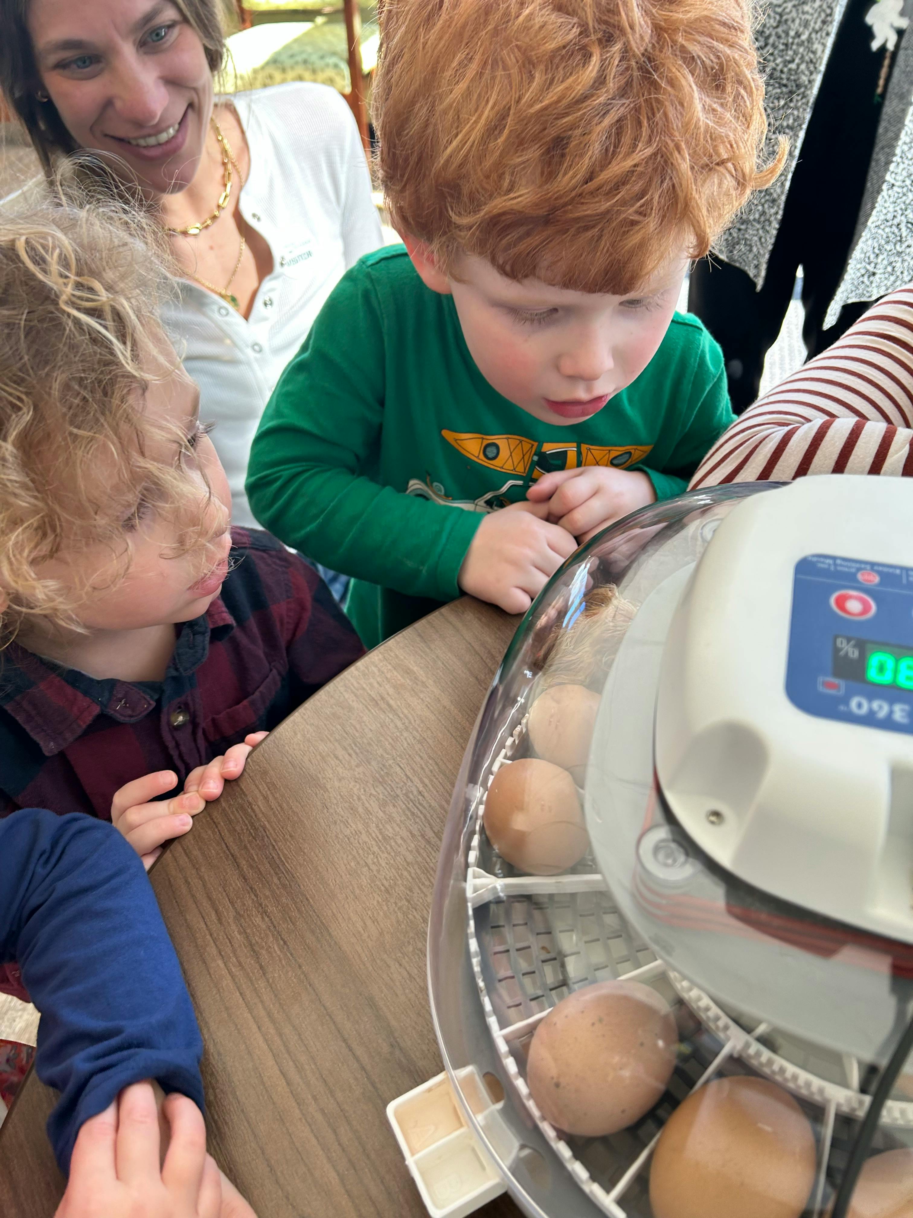 Two children and an adult looking at eggs in an incubator