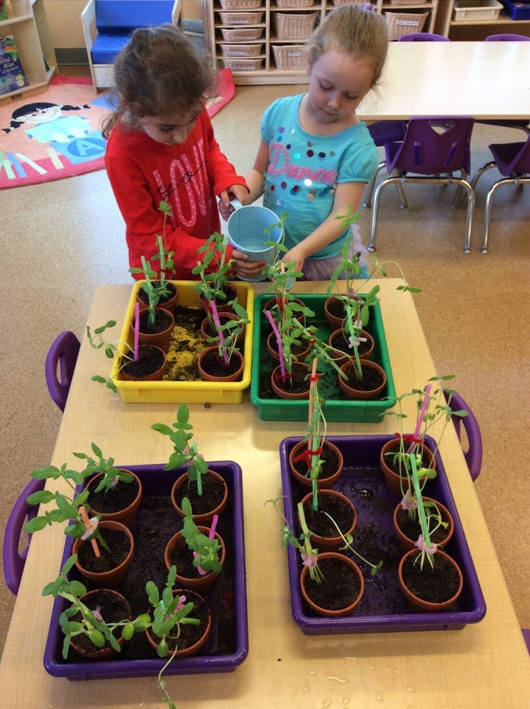 Two children watering small plants in pots on a table