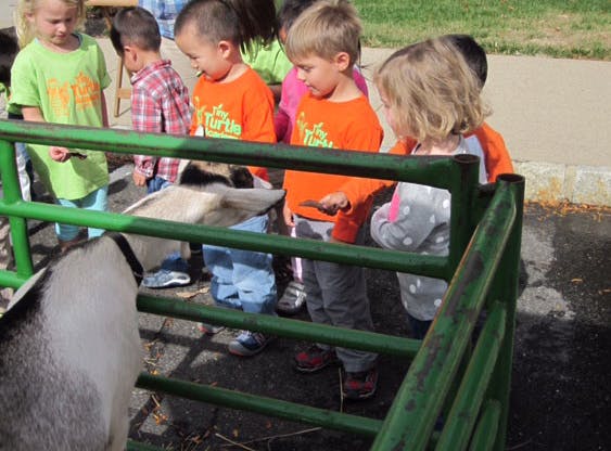 Children looking at a goat through a green fence