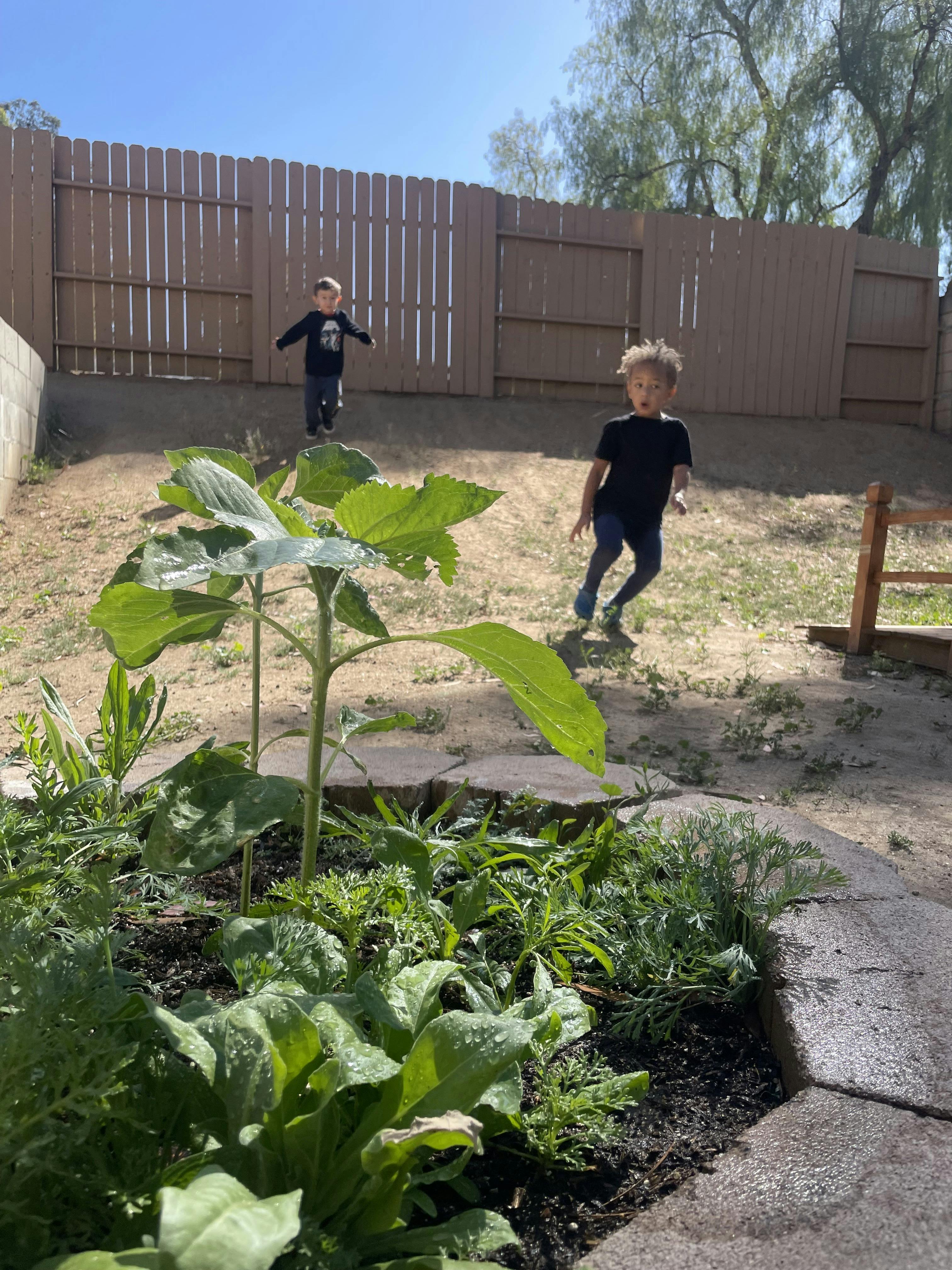 Two children on a grassy hill behind a garden with a tall green plant