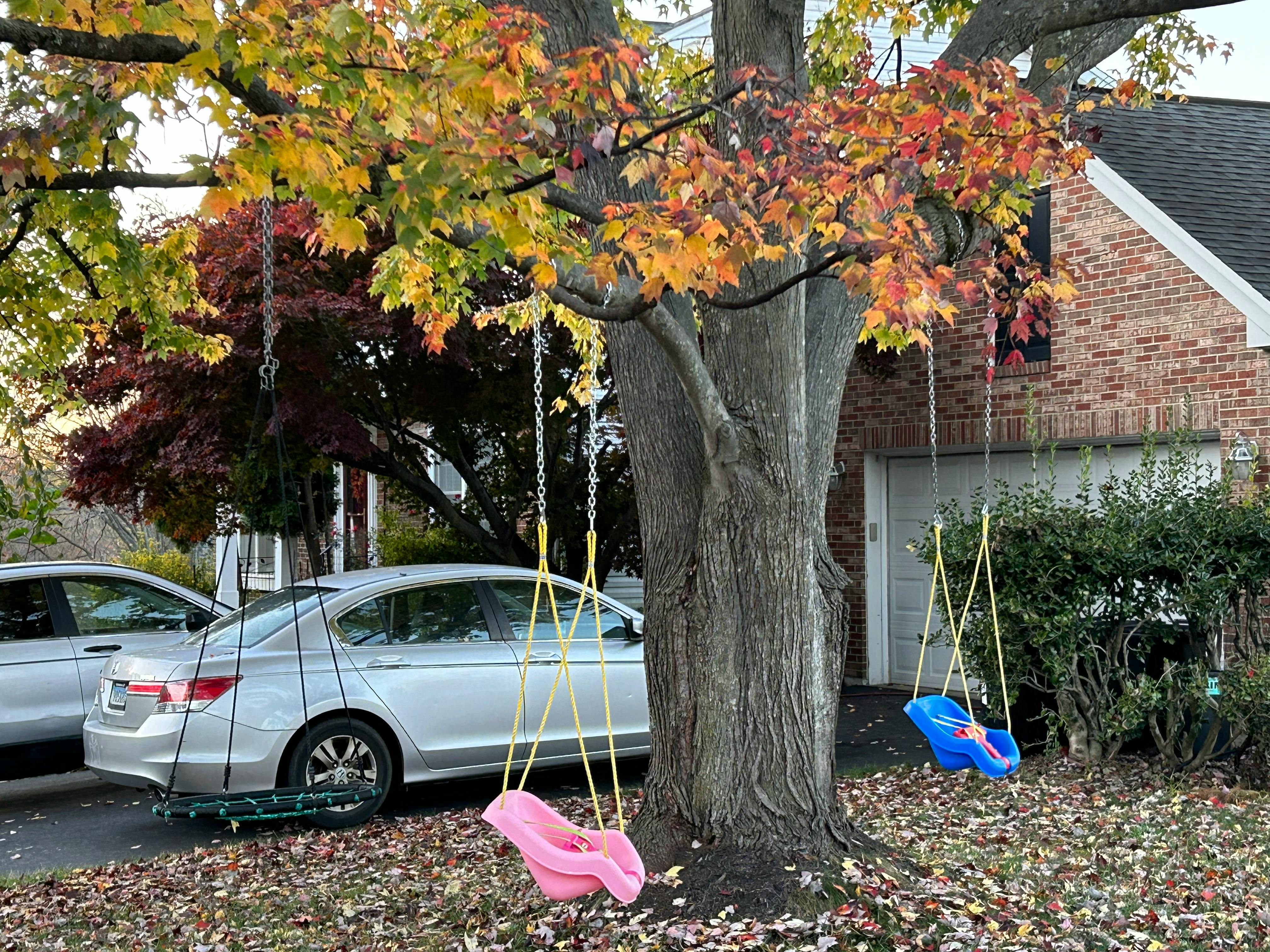 Two swings hanging from a tree with autumn leaves