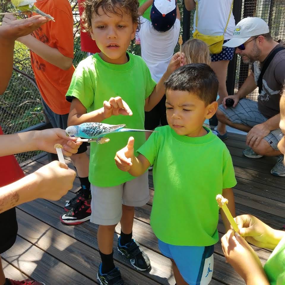 Child holding a parakeet on a stick