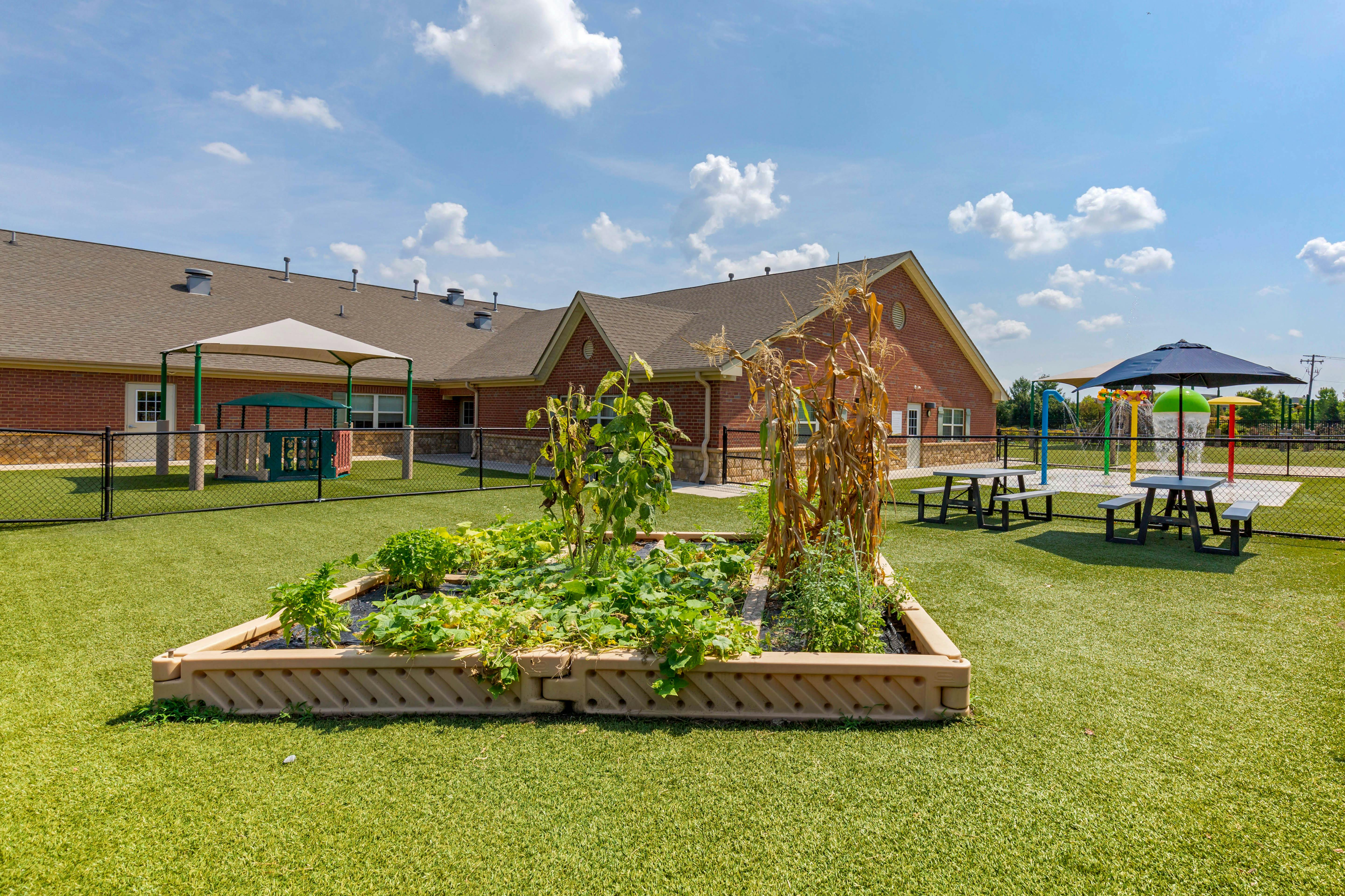 Raised garden beds with plants and corn stalks next to a fenced play area