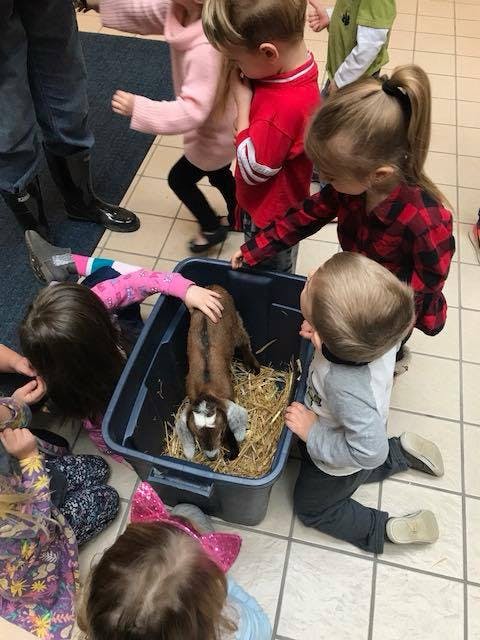 Children gathered around a container with a small goat inside