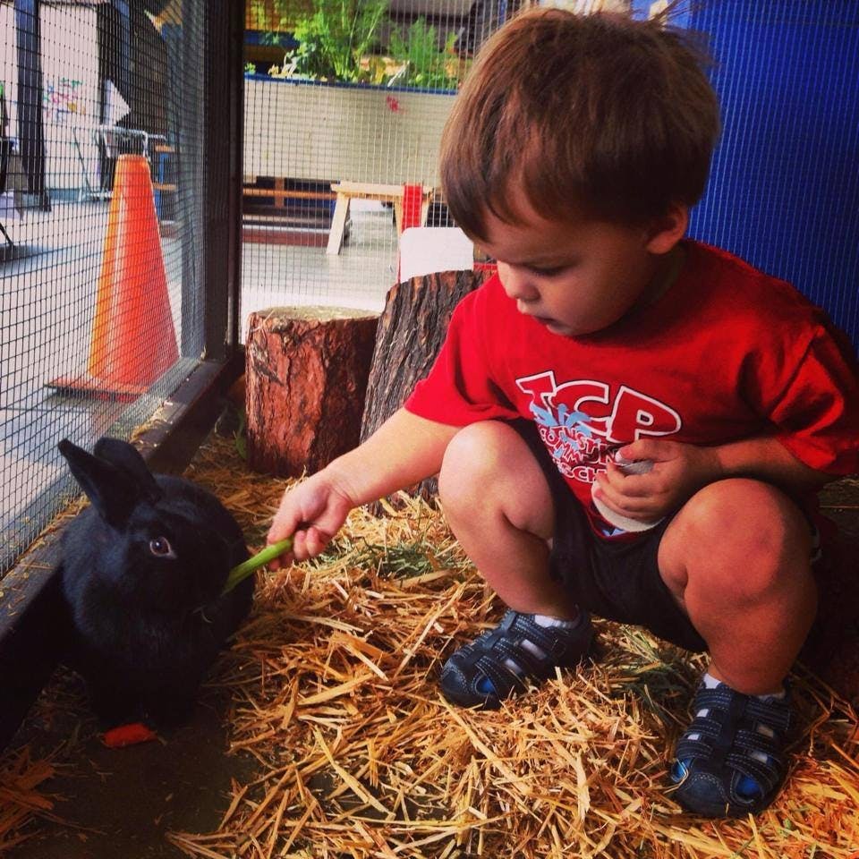 Child feeding a black rabbit a green vegetable