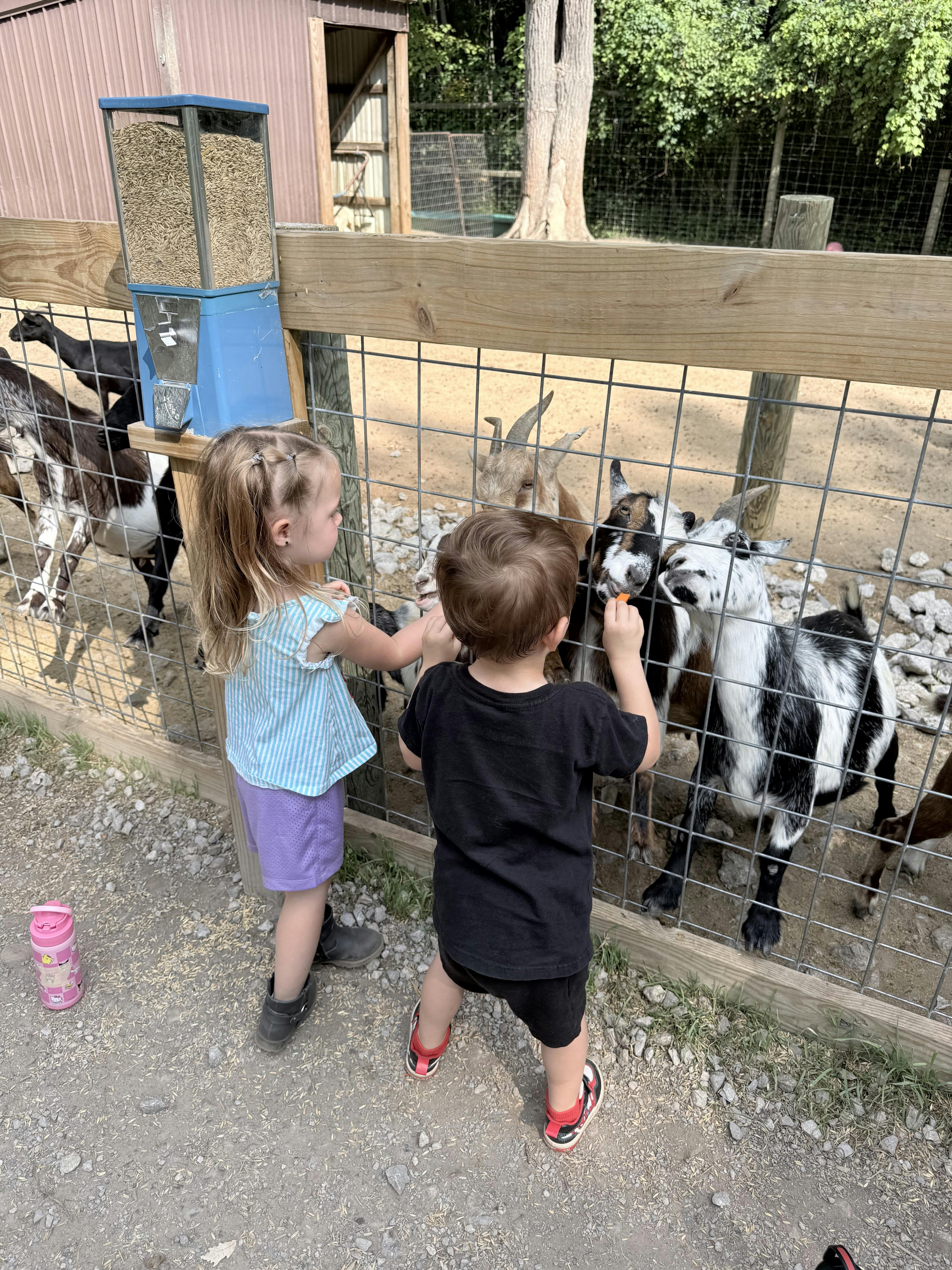 Two children feeding goats through a fence at a farm