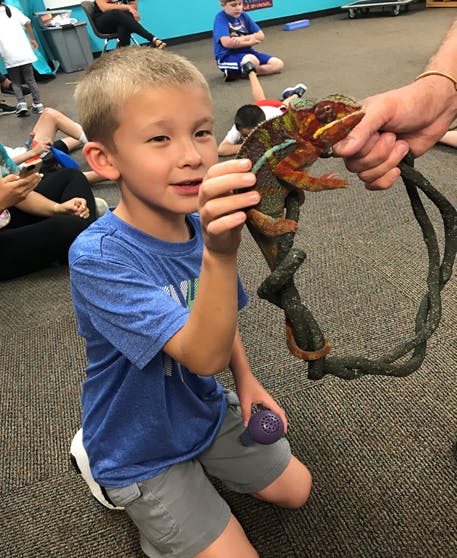 Child looking at a chameleon on a branch held by a person