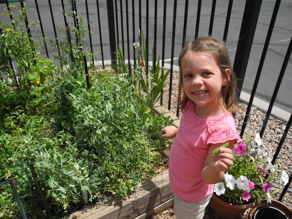 Child standing next to a garden bed with plants