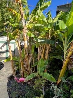 Banana trees with a pink flamingo lawn ornament