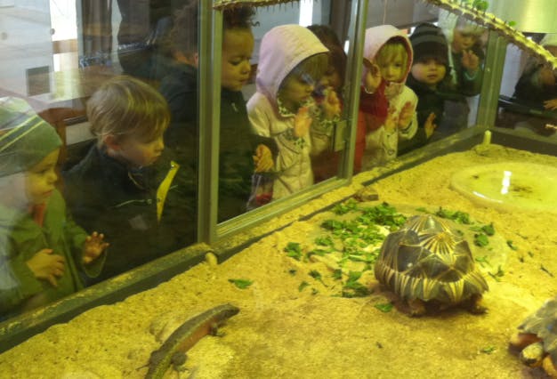 Children looking at a turtle and lizard in an enclosure