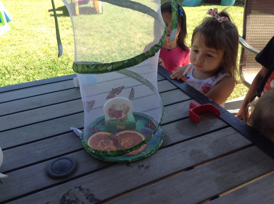 Child looking at a butterfly habitat on a wooden table