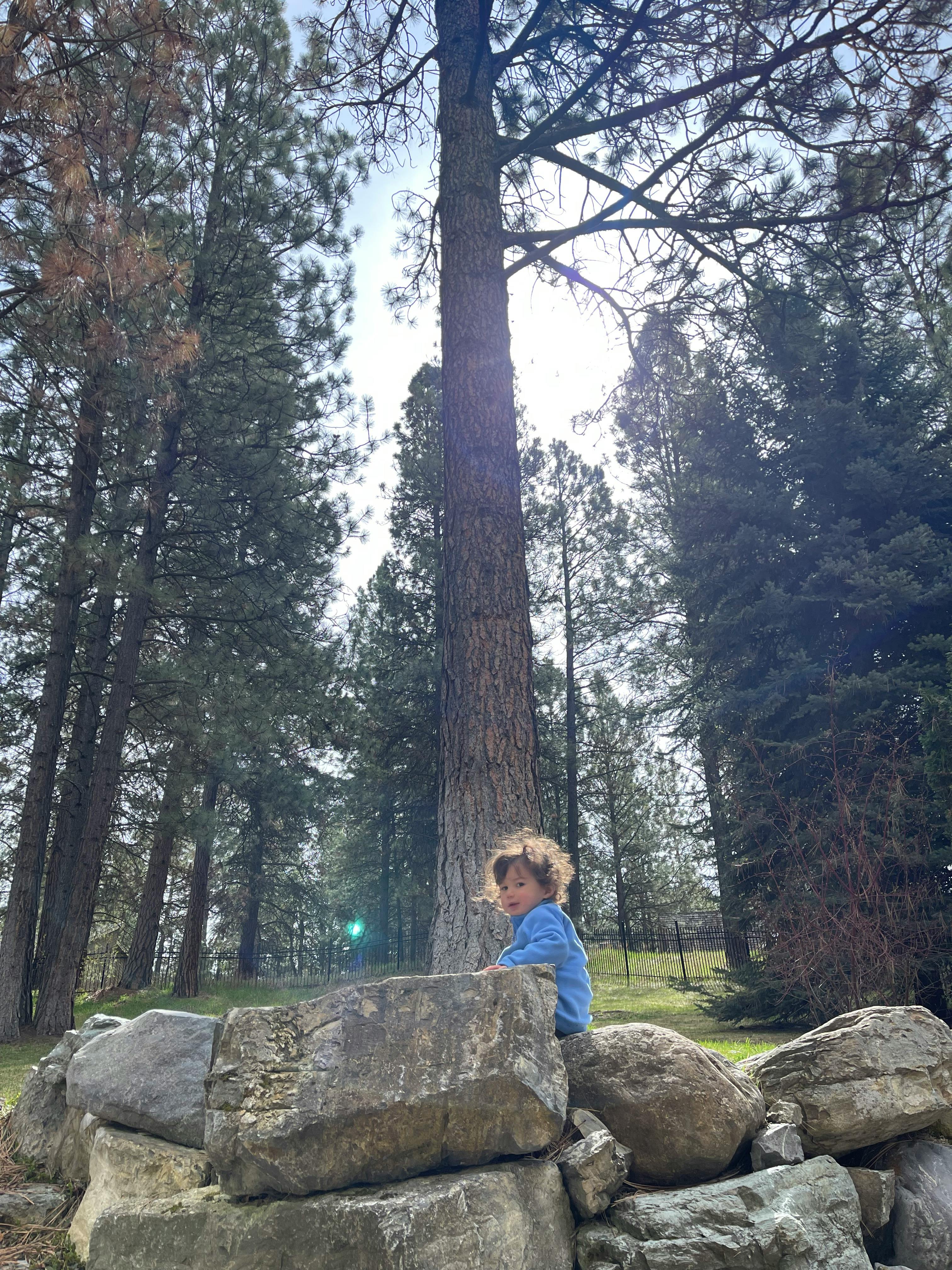 Child sitting on rocks in front of tall trees