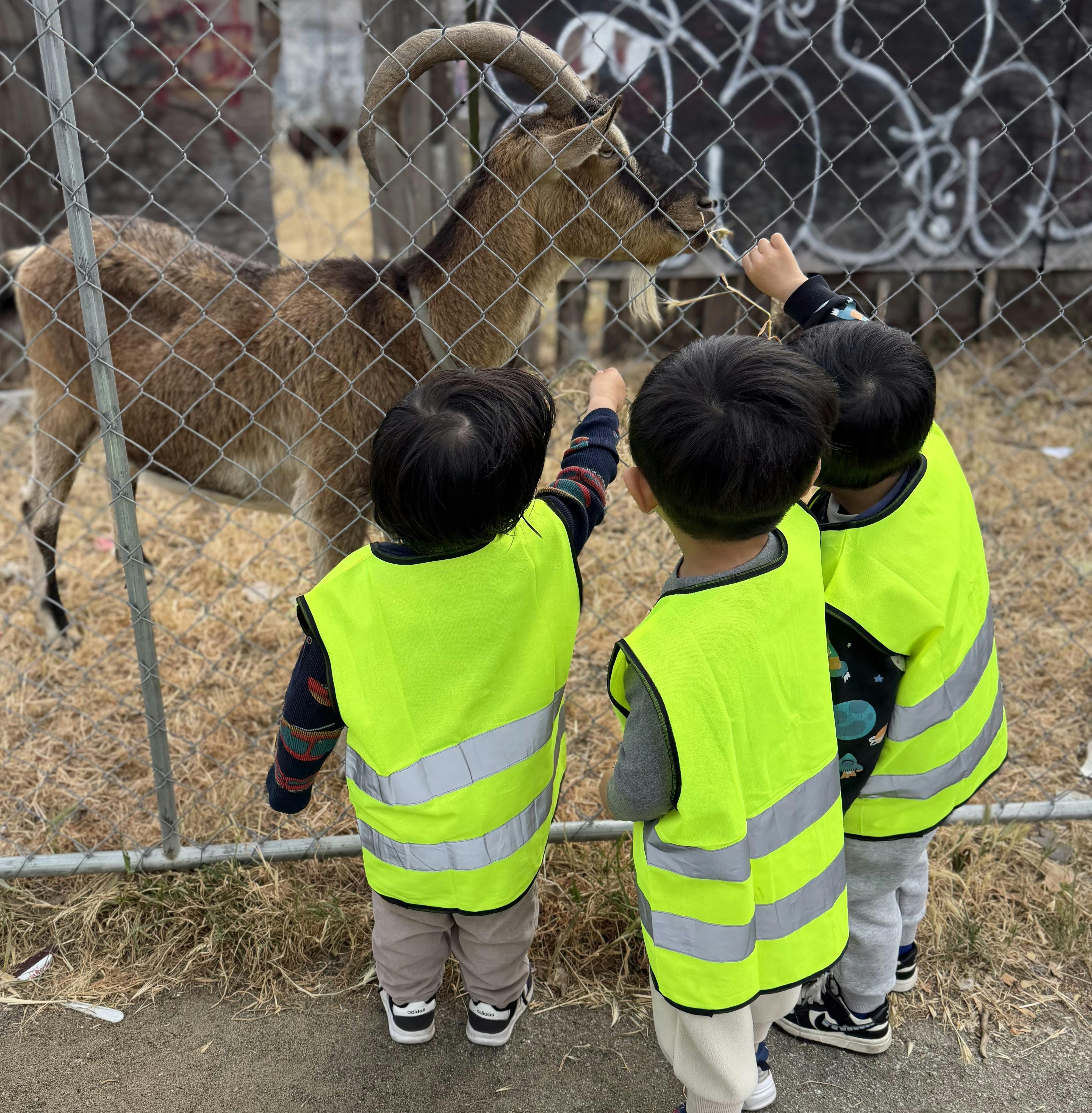 Three children in high-visibility vests feeding a goat through a wire fence