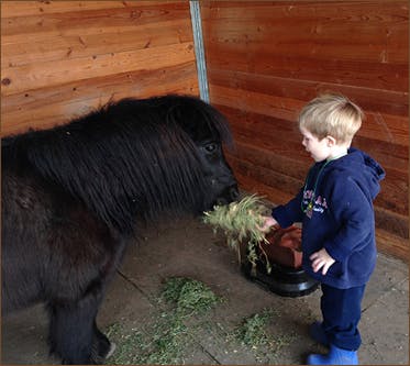 Child feeding hay to a pony