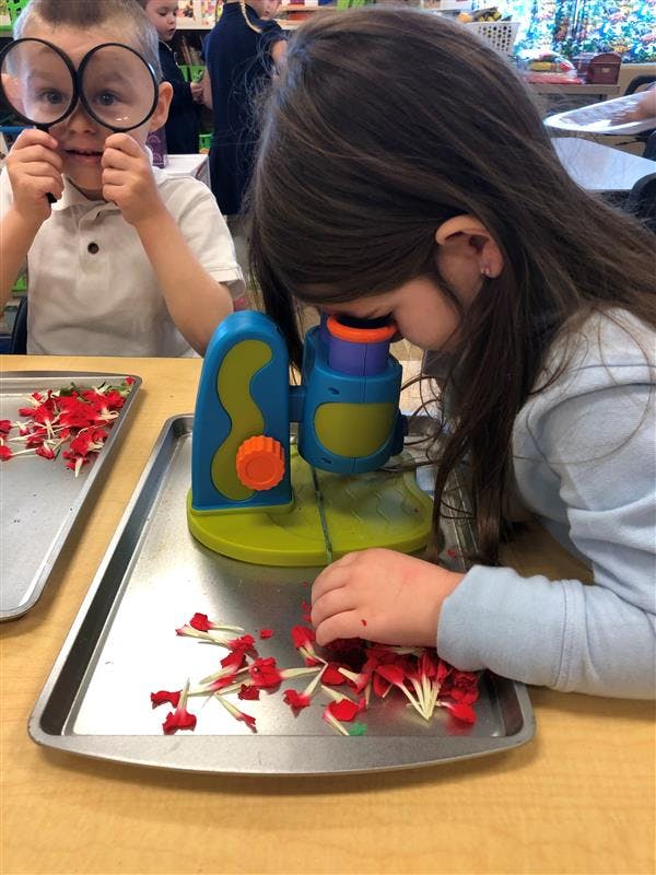 Child looking through a microscope at flower petals, another child holding magnifiers