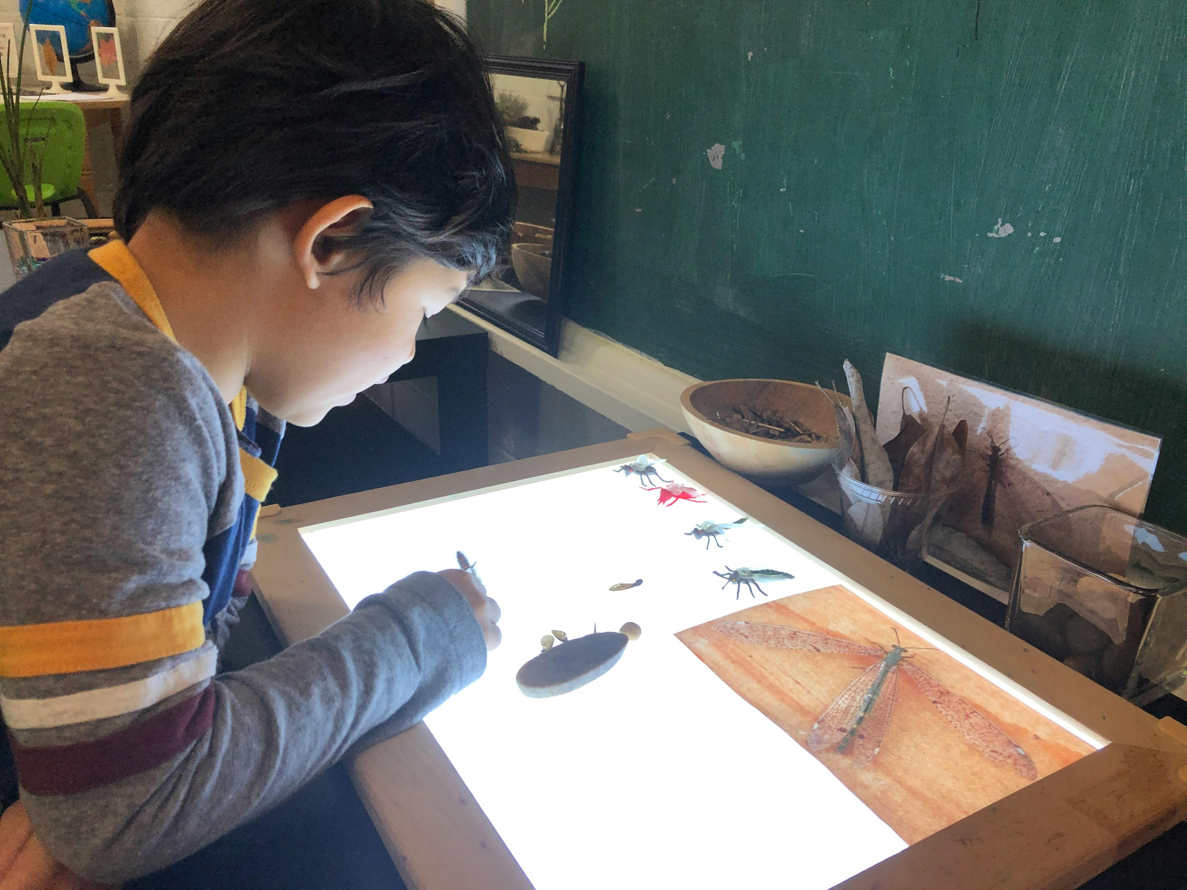 Child drawing on a light table with insect cutouts