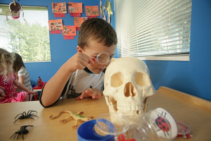 Child looking at a skull with a magnifying glass