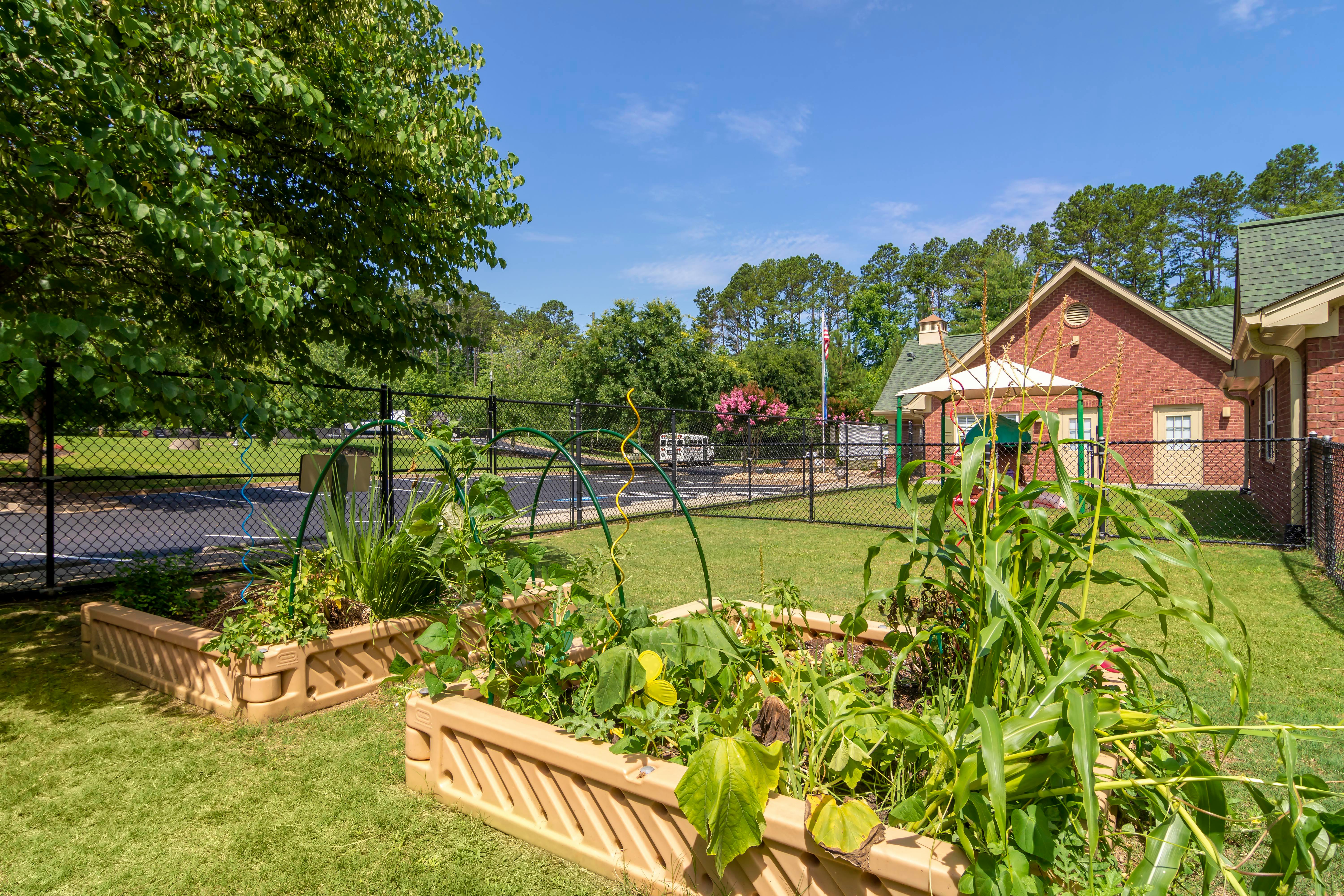 Raised garden beds with plants and corn stalks, brick building in background