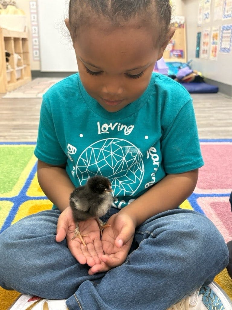 Child holding a chick in their hands