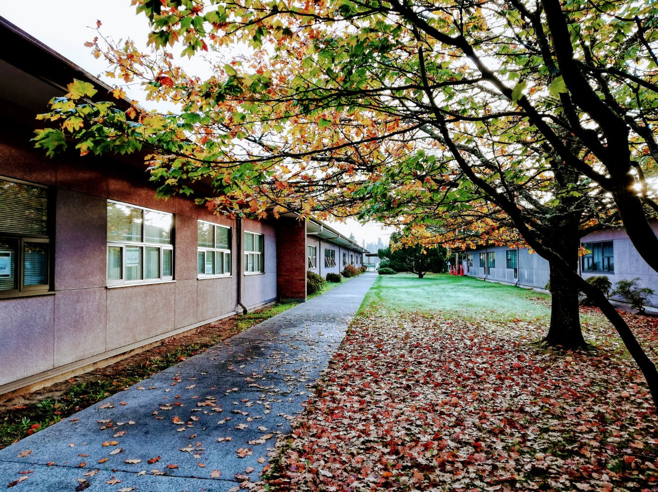 Fall foliage covering trees and ground next to a building and sidewalk