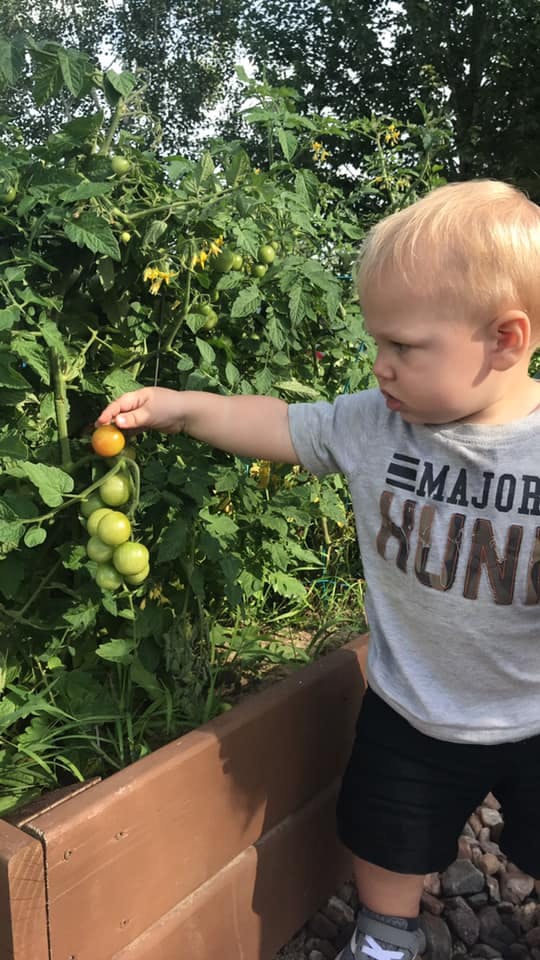 Child reaching for a tomato on a plant