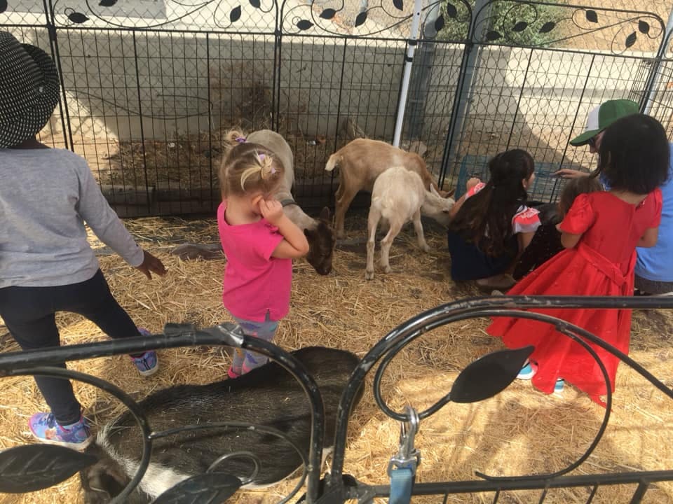Children interacting with goats in a pen
