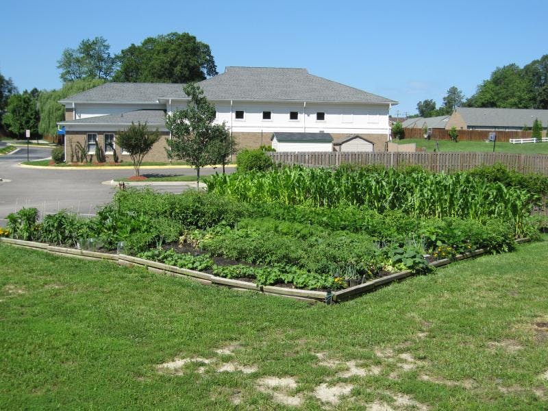 Raised garden beds with various plants and corn stalks