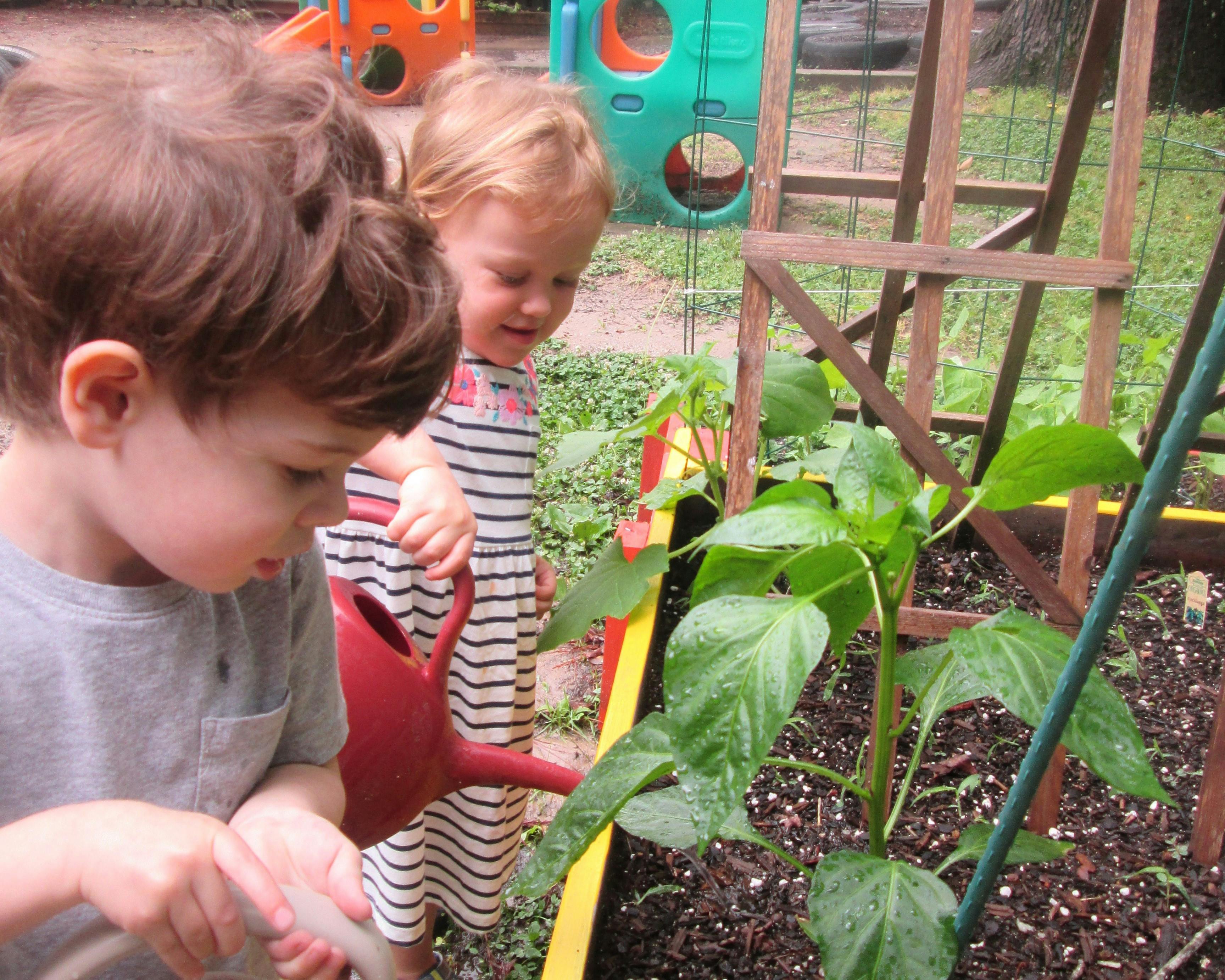 Two children watering a plant in a garden