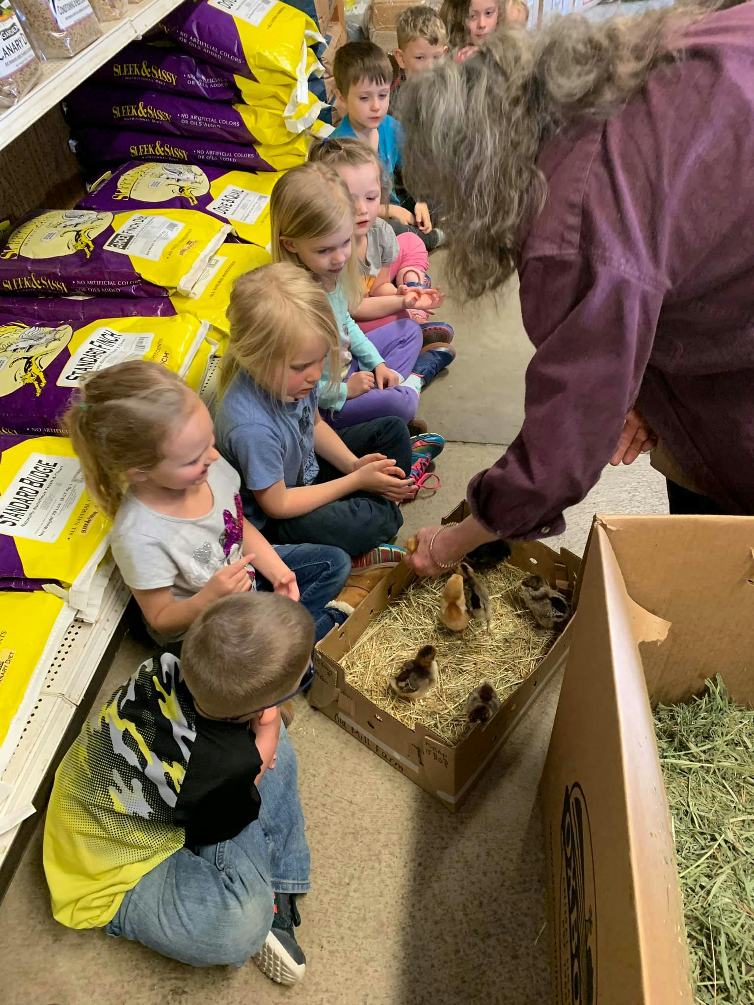 Adult and children looking at chicks in a box