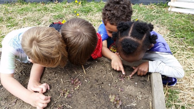 Four children looking at something in a garden bed