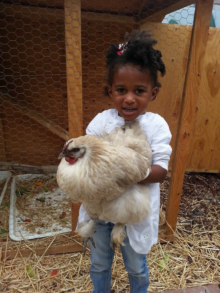 Child holding a fluffy chicken