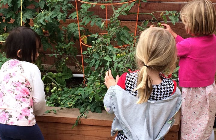 Three children looking at plants in a raised garden bed