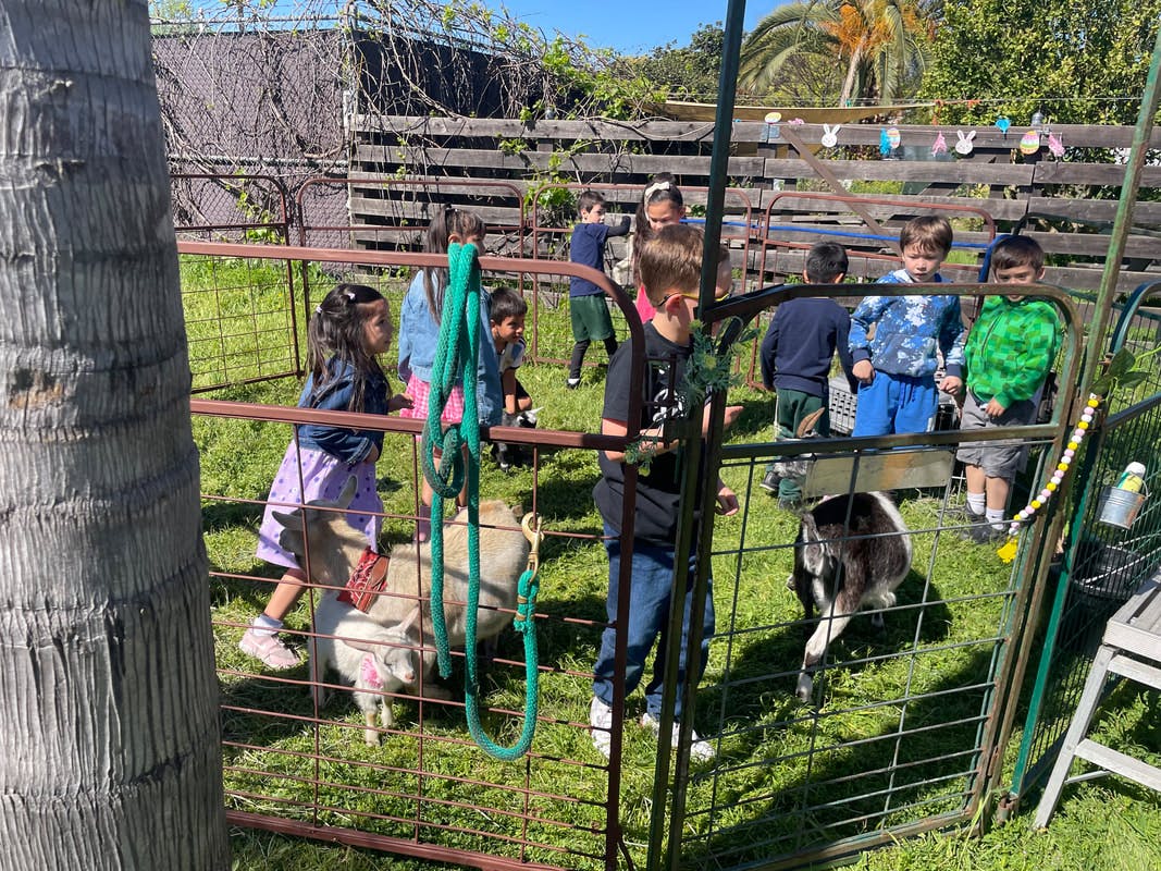 Children in a fenced enclosure with goats on a sunny day