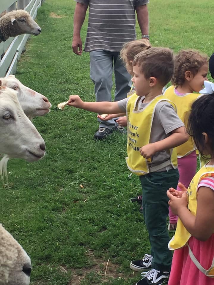 Child feeding a goat through a fence