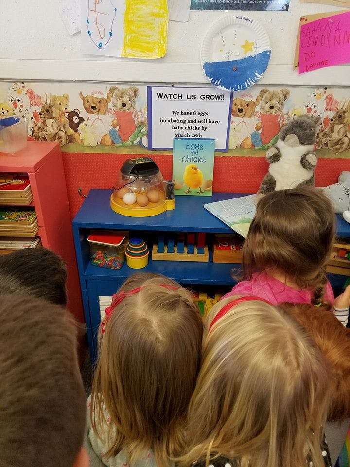 Children looking at an egg incubator with eggs inside