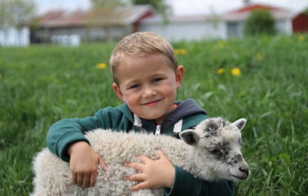 Child holding a lamb in a grassy field