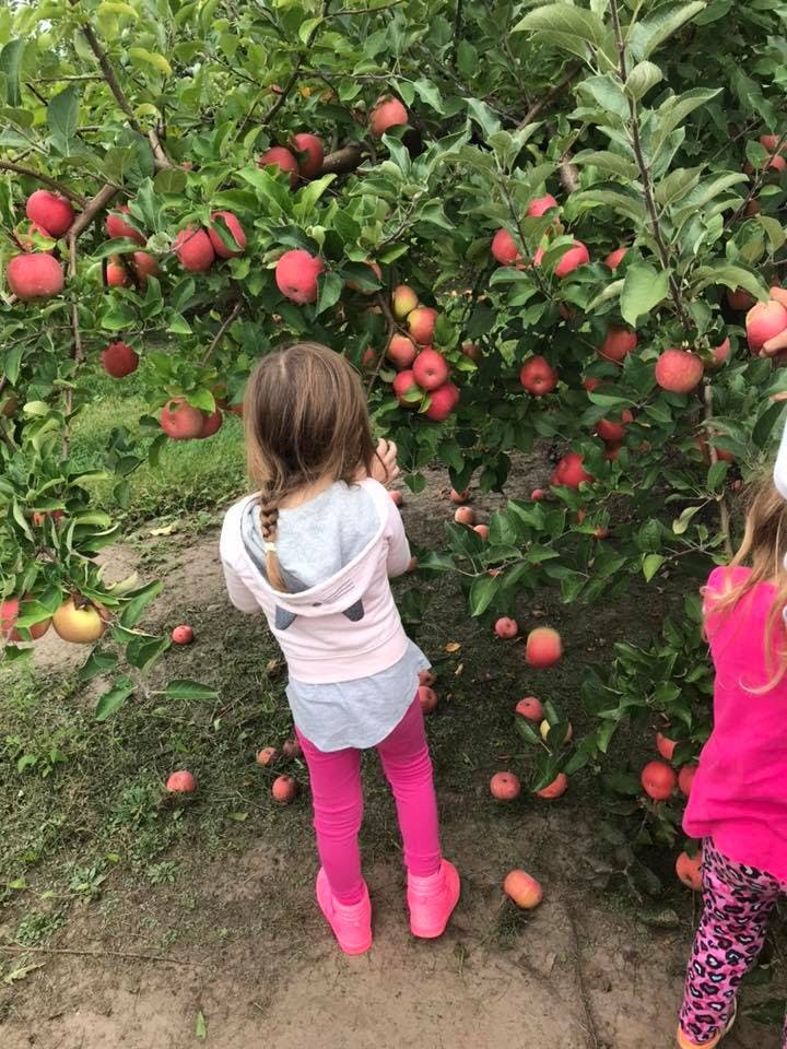 Child picking apples from a tree
