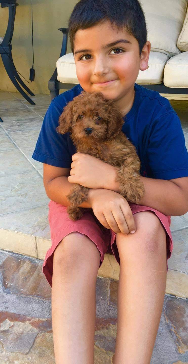 Child holding a small brown puppy