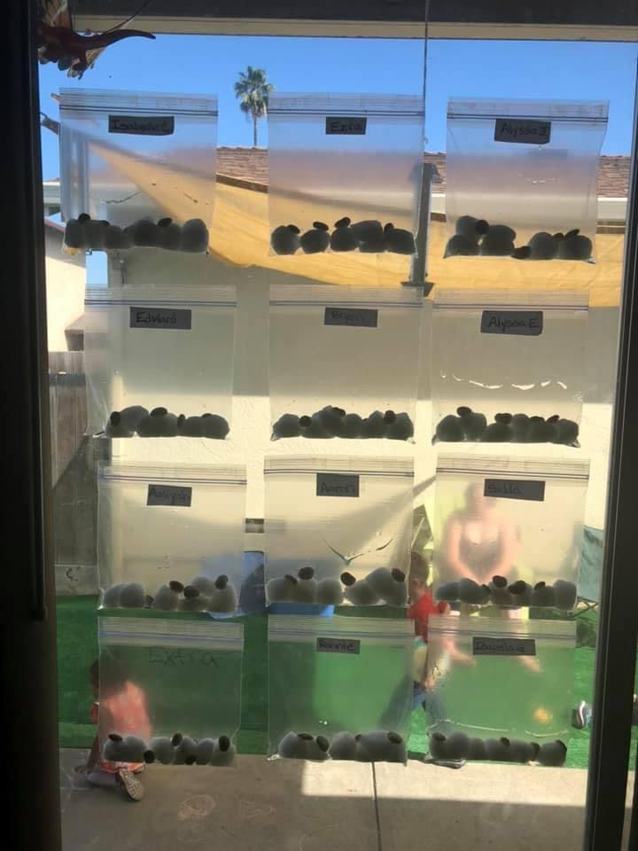 Multiple plastic bags with dark objects inside hanging on a window