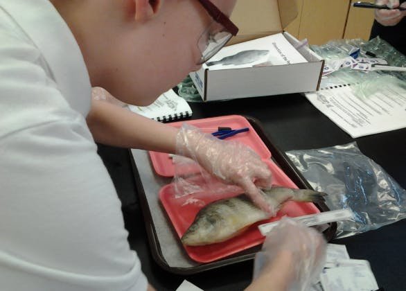 Person in gloves dissecting a fish on a red tray