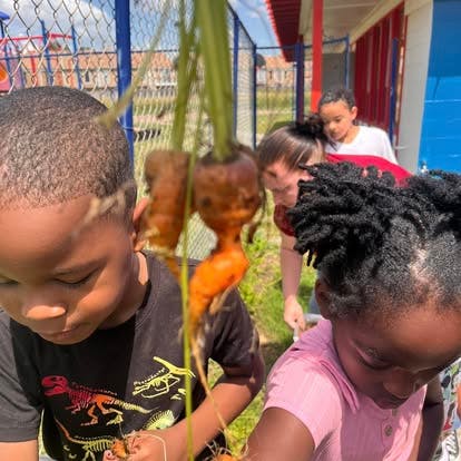 Children looking at freshly pulled carrots