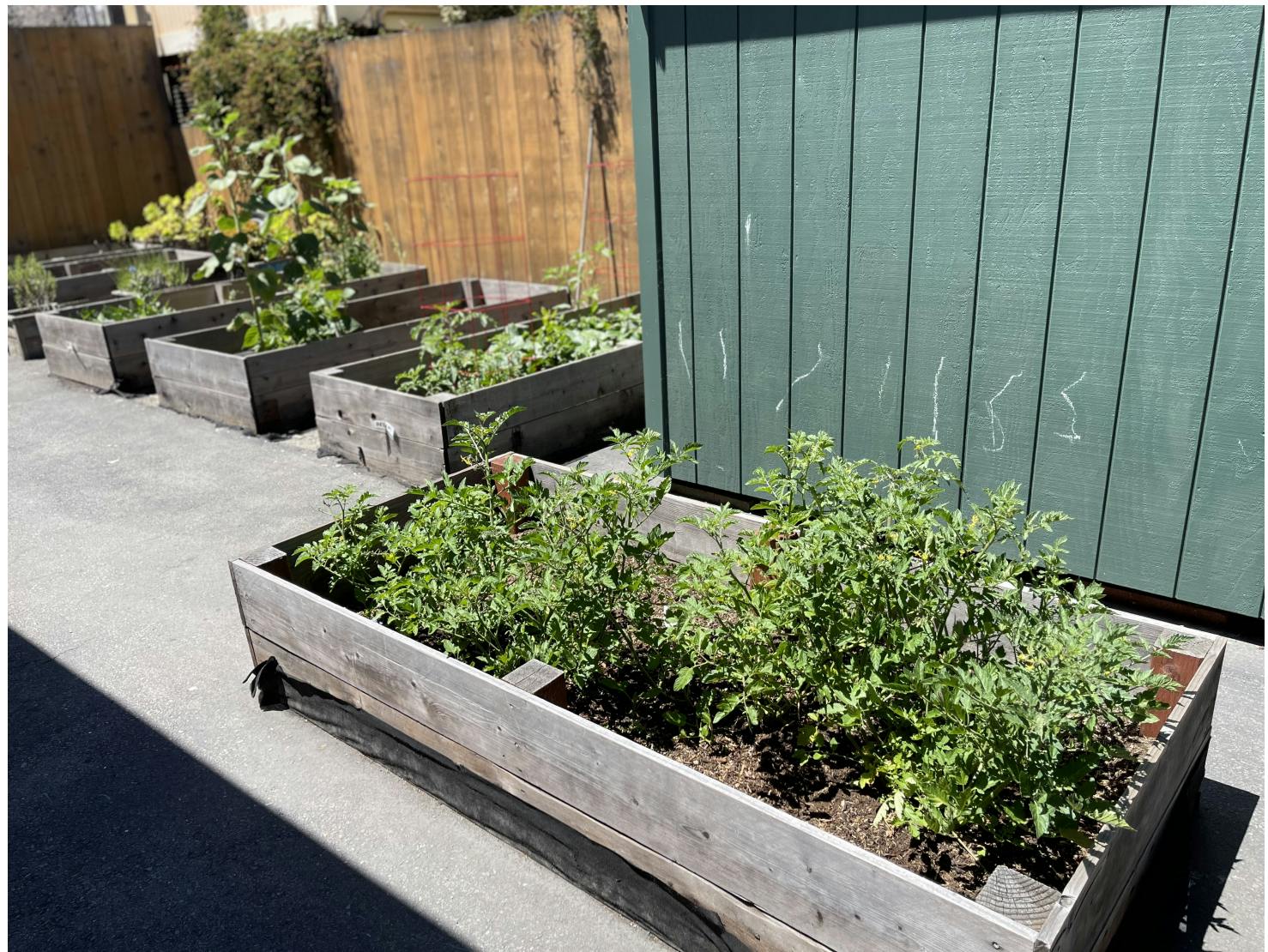 Row of wooden raised garden beds with green plants