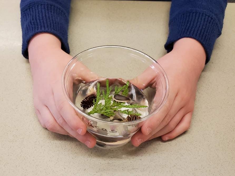 Child holding a glass bowl with pine needles and small pinecones
