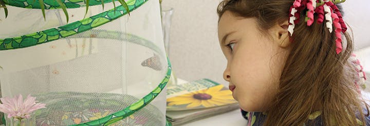 Child looking at a butterfly in a mesh enclosure