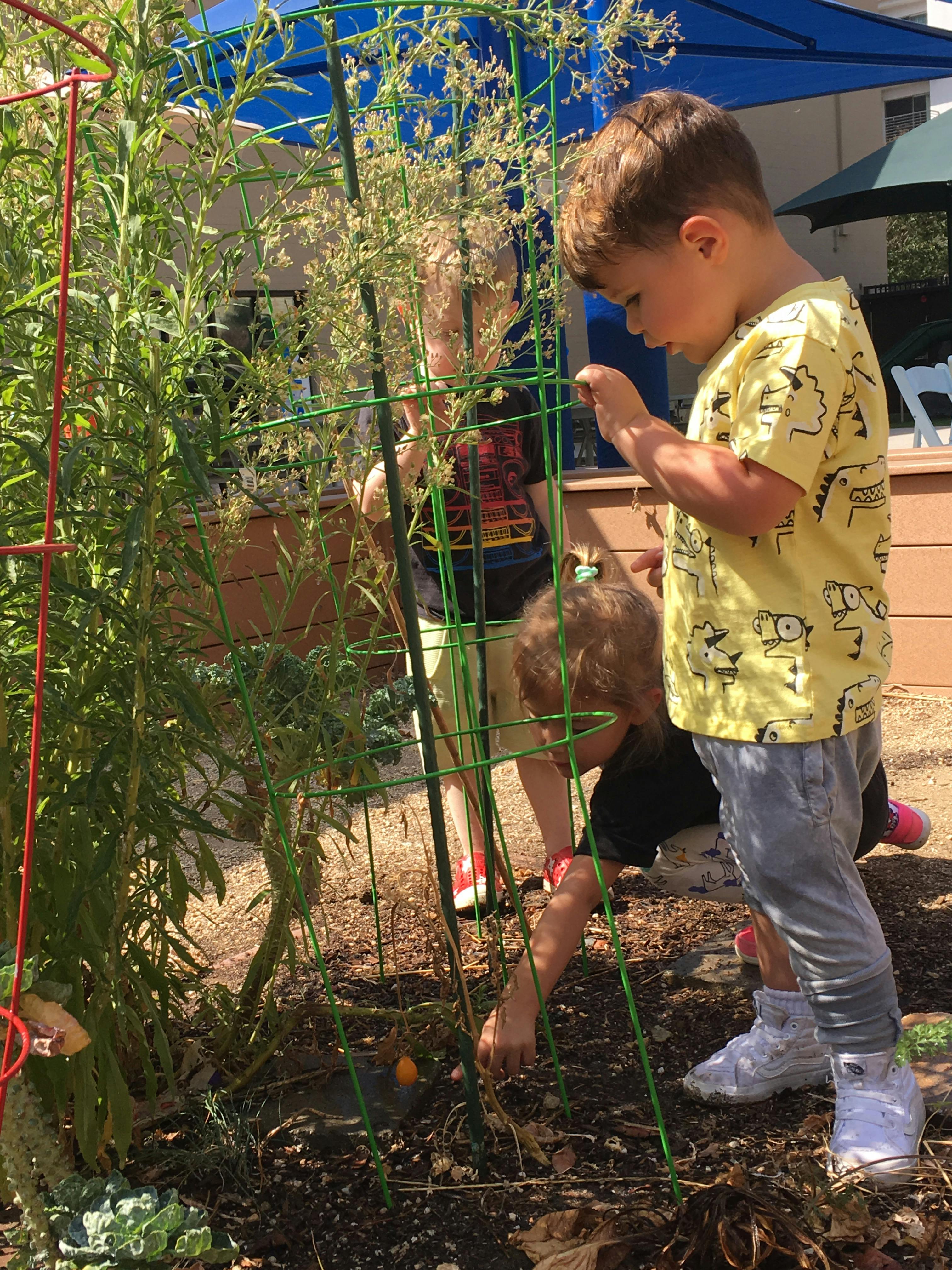 Children tending to plants in a garden
