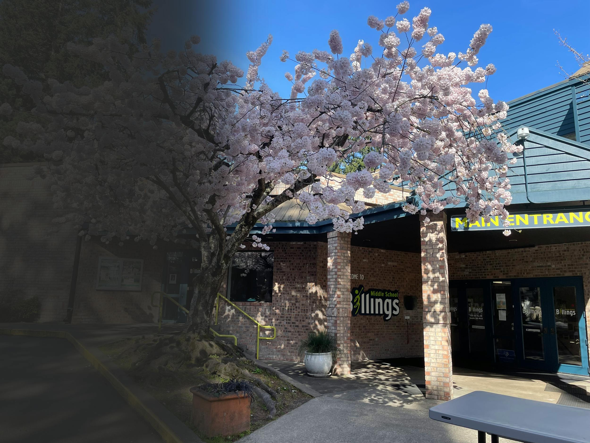 Billings Middle School building with a cherry blossom tree and a "MAIN ENTRANCE" sign